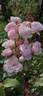 Chaucer rose photo