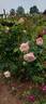 Claire Rose rose photo