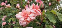 Comtesse Vandal, Cl. rose photo
