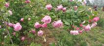 Coupe d'Hébé rose photo