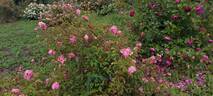 Duarte de Oliveira rose photo