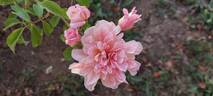 Duarte de Oliveira rose photo