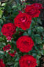 Chic™ Fashion ® rose photo
