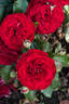 Chic™ Fashion ® rose photo
