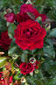 Chic™ Fashion ® rose photo