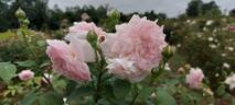 Eglantyne rose photo