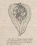 Madame Abel Chatenay rose photo