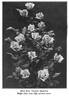 Mrs. George Shawyer rose photo