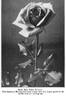 Mrs. Charles E. Russell rose photo