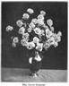 Mrs. Calvin Coolidge rose photo