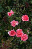 Antica™ Freska ® rose photo