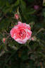 Antica™ Freska ® rose photo