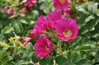 Berry-Bush™ Aurora ® rose photo