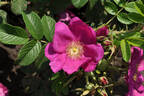 Berry-Bush™ Aurora ® rose photo