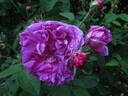 Néron rose photo