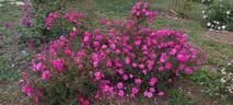 Fellemberg rose photo