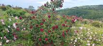 Fosca rose photo