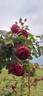 Fosca rose photo