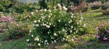 Gesualdo da Venosa rose photo