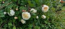 Gesualdo da Venosa rose photo