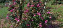 Goethe rose photo