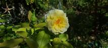 Grosvenor House rose photo
