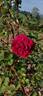 Guinée rose photo