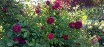 Haddington rose photo