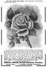Chin Chin China rose photo