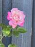 Alicia Courage rose photo
