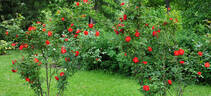 Bischofsstadt Paderborn ® rose photo