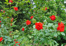 Bischofsstadt Paderborn ® rose photo