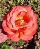 Typhoon rose photo