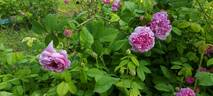 Jenny Duval rose photo