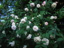 Juno rose photo