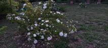 Karl Förster rose photo