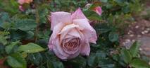 Kathryn rose photo