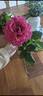 Pretty Lady Rose™ rose photo