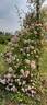 Kew Rambler rose photo
