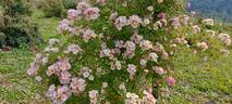 Kew Rambler rose photo
