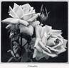 Columbia rose photo