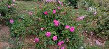 Laneii rose photo