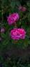 Laneii rose photo