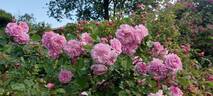 Lavender Lassie rose photo
