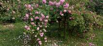 Lavender Lassie rose photo