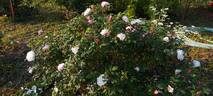 Louise Bugnet rose photo