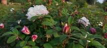 Louise Bugnet rose photo