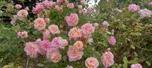 Mademoiselle Franziska Krüger rose photo