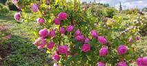 Madame Gabriel Luizet rose photo
