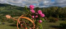 Madame Gabriel Luizet rose photo